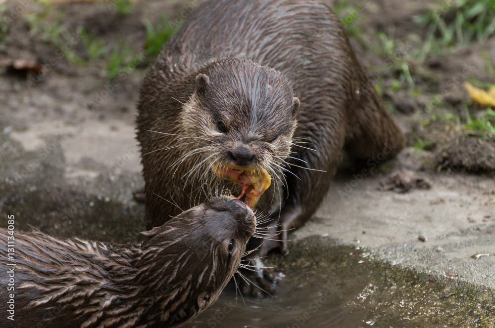 Seeotter / Fischotter beim Streit um Nahrung Seeotter / Fischotter beim Streit um Nahrung