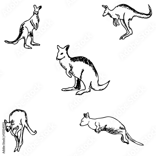 Kangaroo. A sketch by hand. Pencil drawing