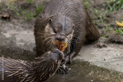 Seeotter / Fischotter beim Streit um Nahrung