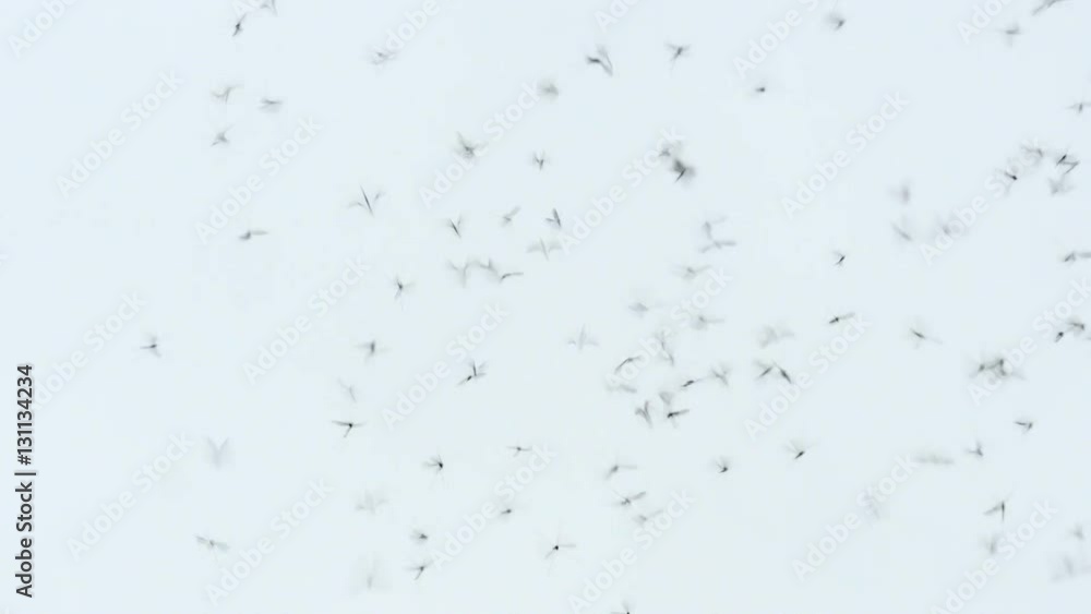 Swarm of mosquitoes against the gray sky Swarm of mosquitoes against the gray sky
