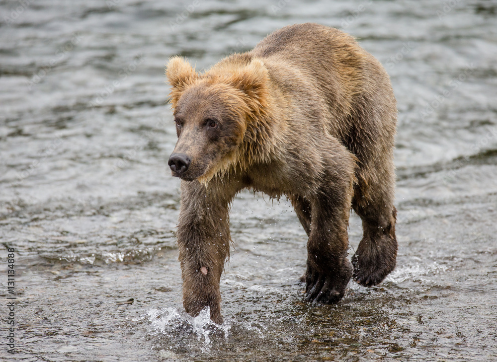 Brown bear walks along the river. USA. Alaska. Katmai National Park. An excellent illustration. Brown bear walks along the river. USA. Alaska. Katmai National Park. An excellent illustration.