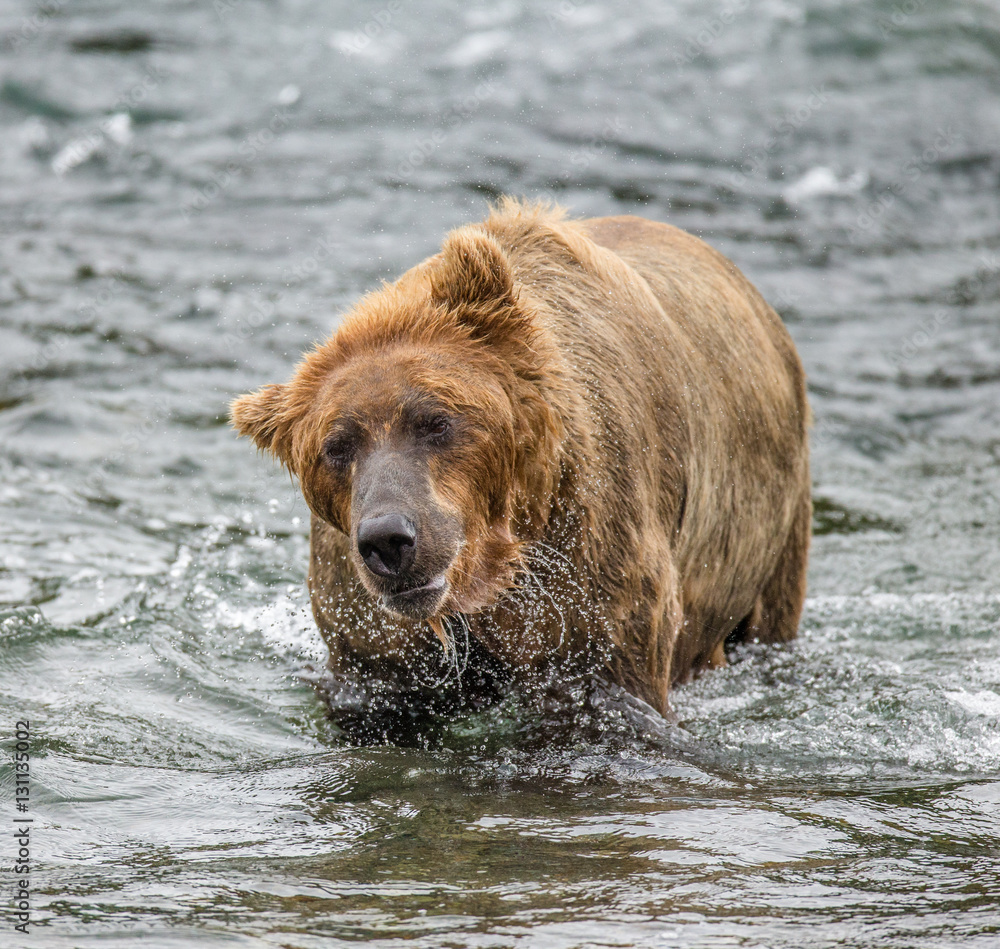 Brown bear standing in the river. USA. Alaska. Katmai National Park. An excellent illustration. Brown bear standing in the river. USA. Alaska. Katmai National Park. An excellent illustration.