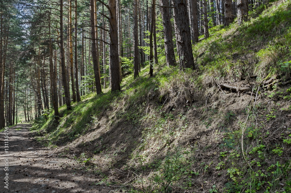 Fototapeta premium Autumn sunlit forest pine-trees with ecological path, Vitosha mountain, Bulgaria