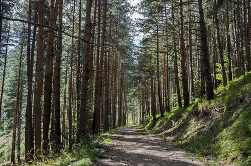 Autumn sunlit forest pine-trees with ecological path, Vitosha mountain, Bulgaria