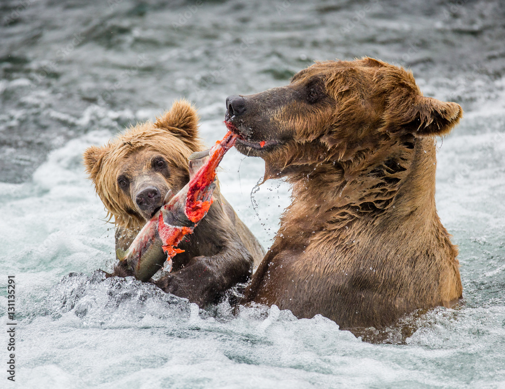 Mother brown bear with cub eating salmon in the river. USA. Alaska. Katmai National Park. An excellent illustration. Mother brown bear with cub eating salmon in the river. USA. Alaska. Katmai National Park. An excellent illustration.