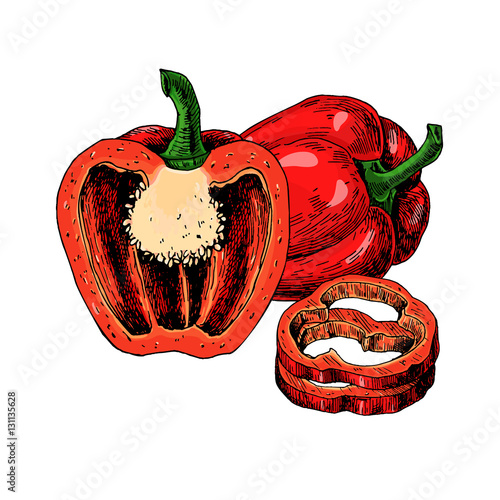 Red bell Pepper hand drawn vector illustration. Vegetable Isolated object