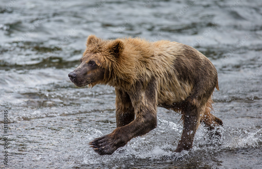 Brown bear running in the water in the river. USA. Alaska. Katmai National Park. An excellent illustration. Brown bear running in the water in the river. USA. Alaska. Katmai National Park. An excellent illustration.