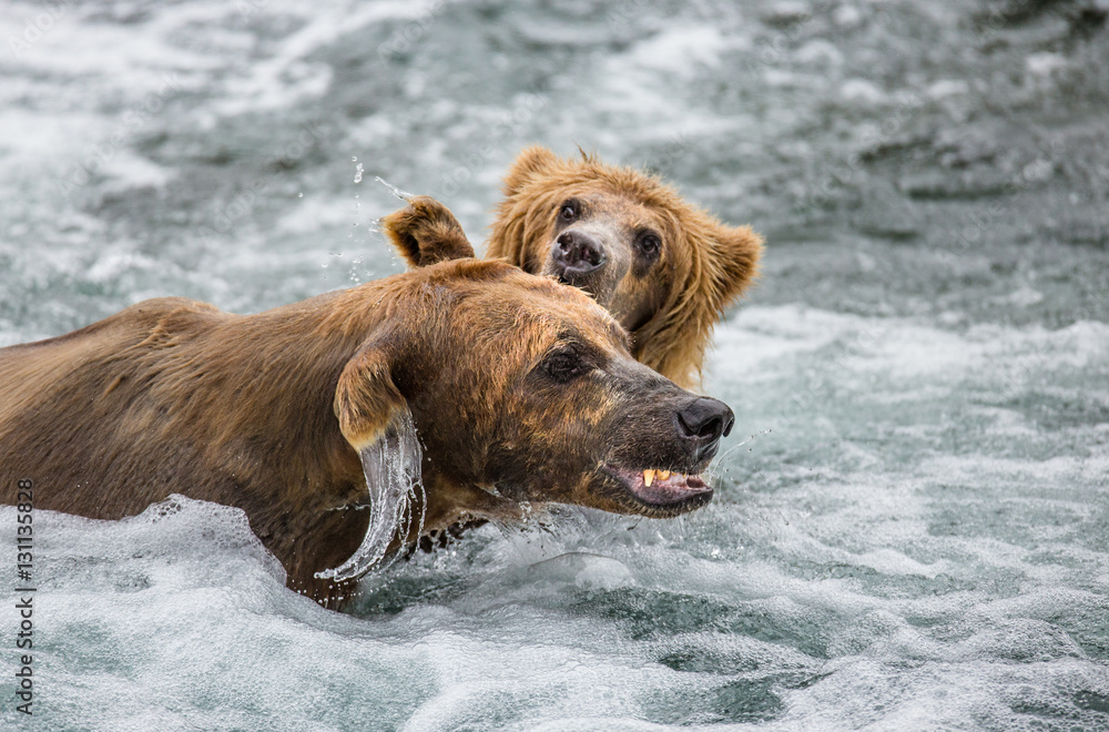 Mother brown bear with cub in the river. USA. Alaska. Katmai National Park. An excellent illustration. Mother brown bear with cub in the river. USA. Alaska. Katmai National Park. An excellent illustration.