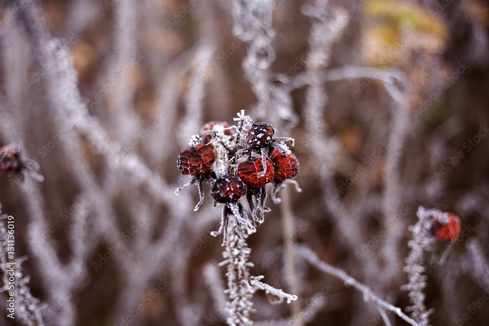 Frozen vegetation in Turopolje, Croatia Frozen vegetation in Turopolje, Croatia