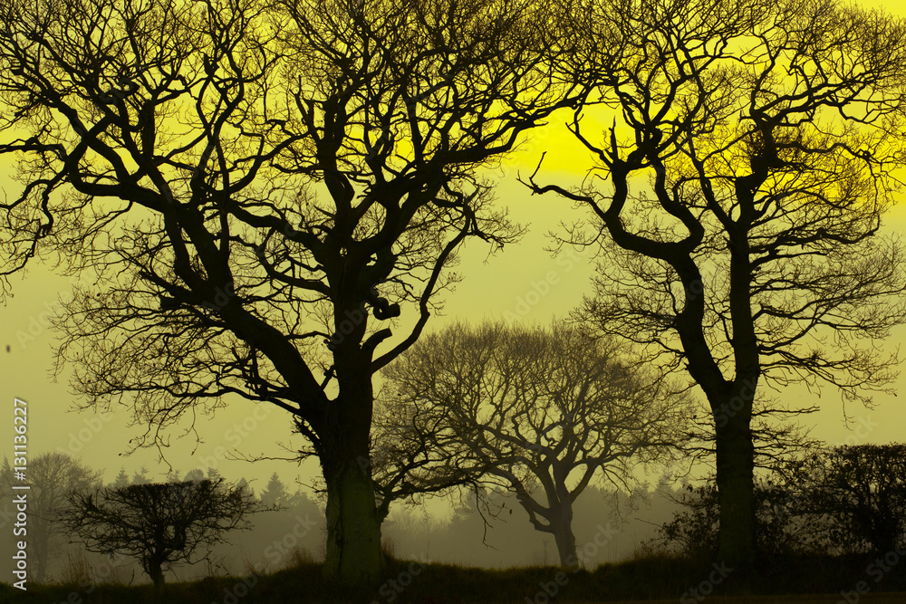 Arable and Oaks Southrepps Norfolk on winter afternoon Arable and Oaks Southrepps Norfolk on winter afternoon