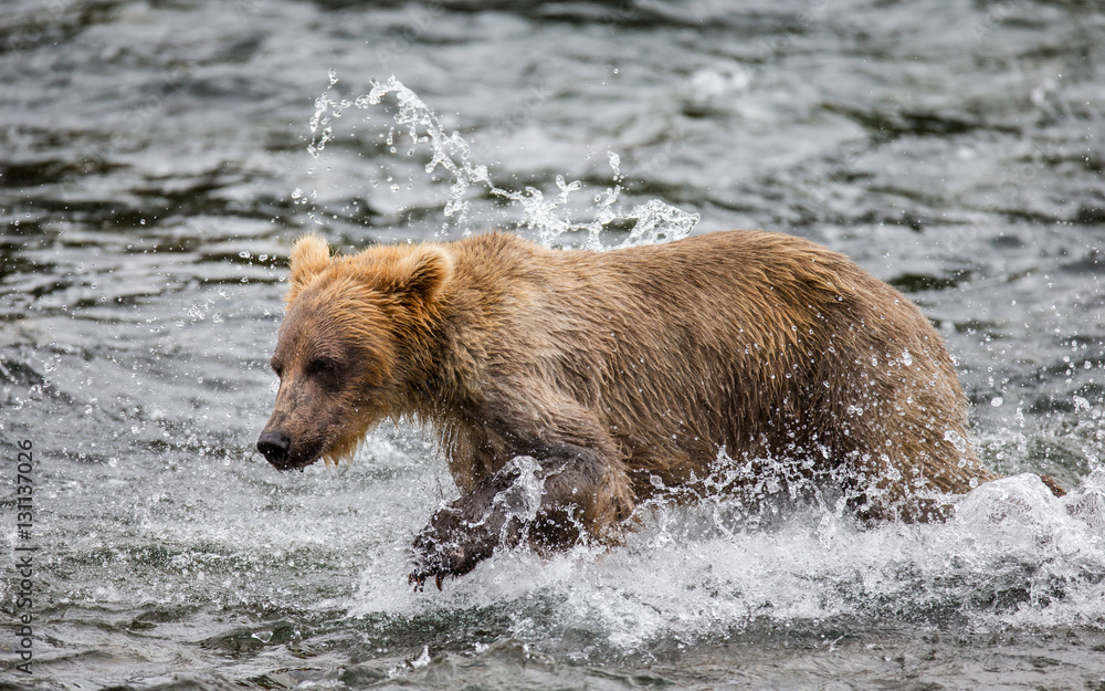 Brown bear running in the water in the river. USA. Alaska. Katmai National Park. An excellent illustration. Brown bear running in the water in the river. USA. Alaska. Katmai National Park. An excellent illustration.