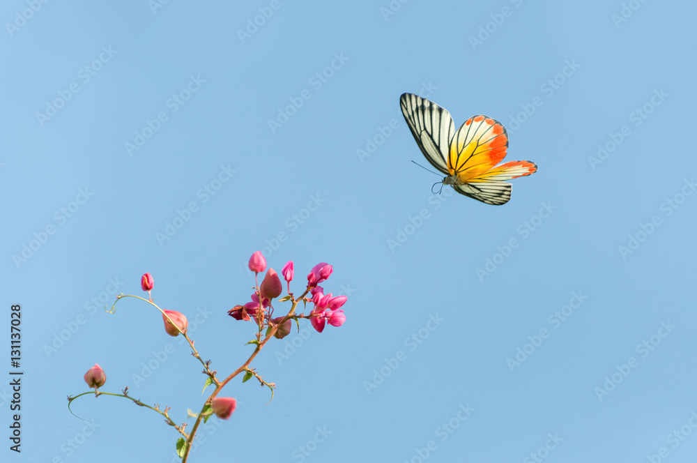 Fototapeta premium Beautiful (Painted Jezebel)butterfly flying and pink flowers on bluesky background
