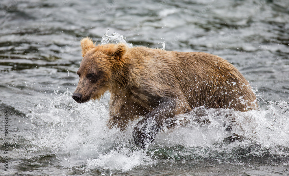 Brown bear running in the water in the river. USA. Alaska. Katmai National Park. An excellent illustration. Brown bear running in the water in the river. USA. Alaska. Katmai National Park. An excellent illustration.