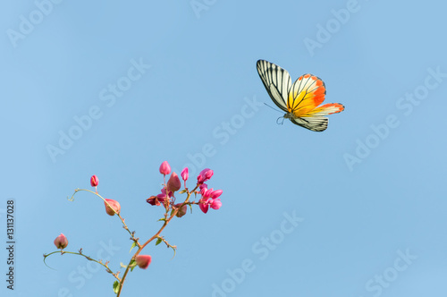 Beautiful (Painted Jezebel)butterfly flying and pink flowers on bluesky background