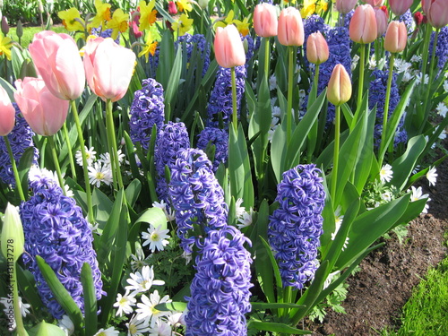 Purple Blue Hyacinth and Pink Tulips with Yellow Daffodils  at Keukenhof Dutch Netherlands Garden photo