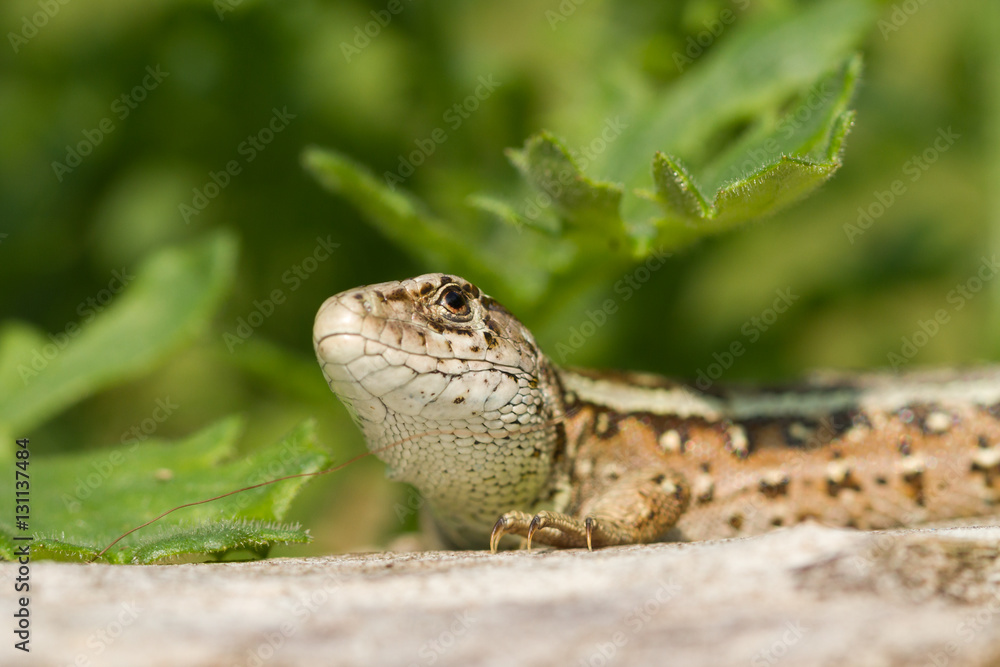 Naklejka premium Female sand lizard head on.