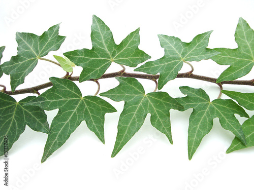 Leaves of green isolated on white background. Mock up.