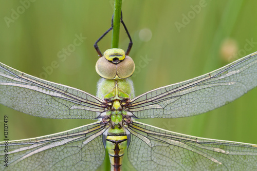 Emperor dragonfly with dew drops photo