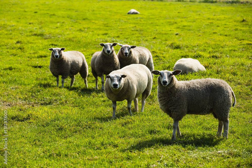 a flock of sheep standing in grass a flock of sheep standing in grass