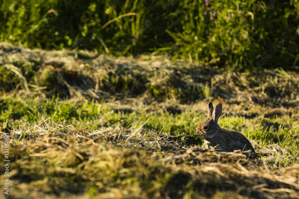 a rabbit sitting in the grass a rabbit sitting in the grass