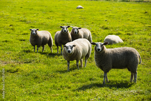 a flock of sheep standing in grass