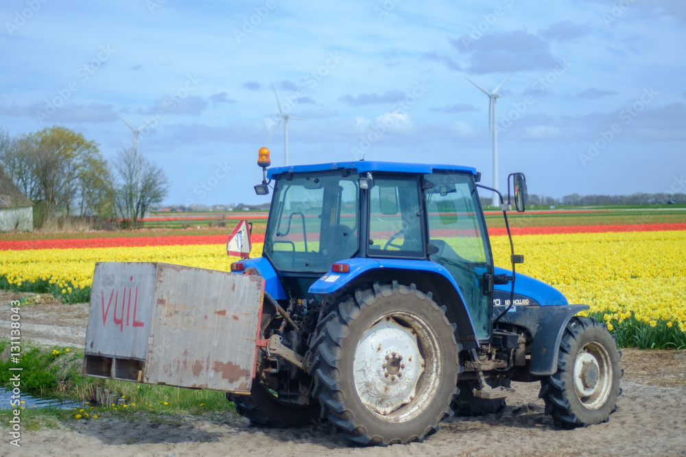 Tractor near a dutch Bulbs Field Tractor near a dutch Bulbs Field