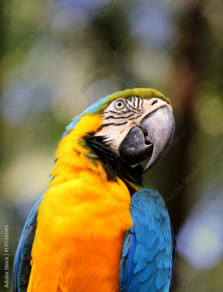 Portrait of a big blue macaws Portrait of a big blue macaws