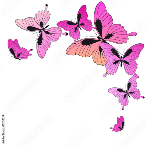 beautiful  butterflies  isolated on a white