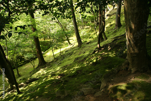 Forest - Ginkakuji Temple  Kyoto  Japan