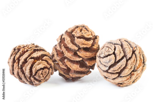 Zapfen von Sequoia sempervirens (Mammutbaum)