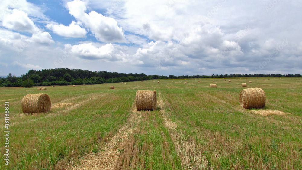 harvested hay in a circular shape harvested hay in a circular shape