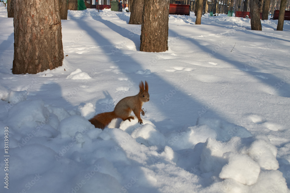 The squirrel with red fur on the snow in the park The squirrel with red fur on the snow in the park