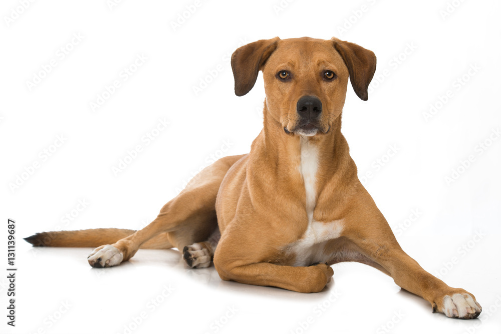 Liegender Mischlingshund