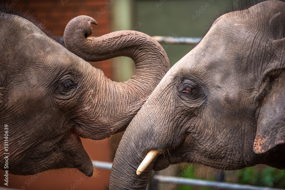 Obraz premium Heads of Asian elephants in Sri Lanka 