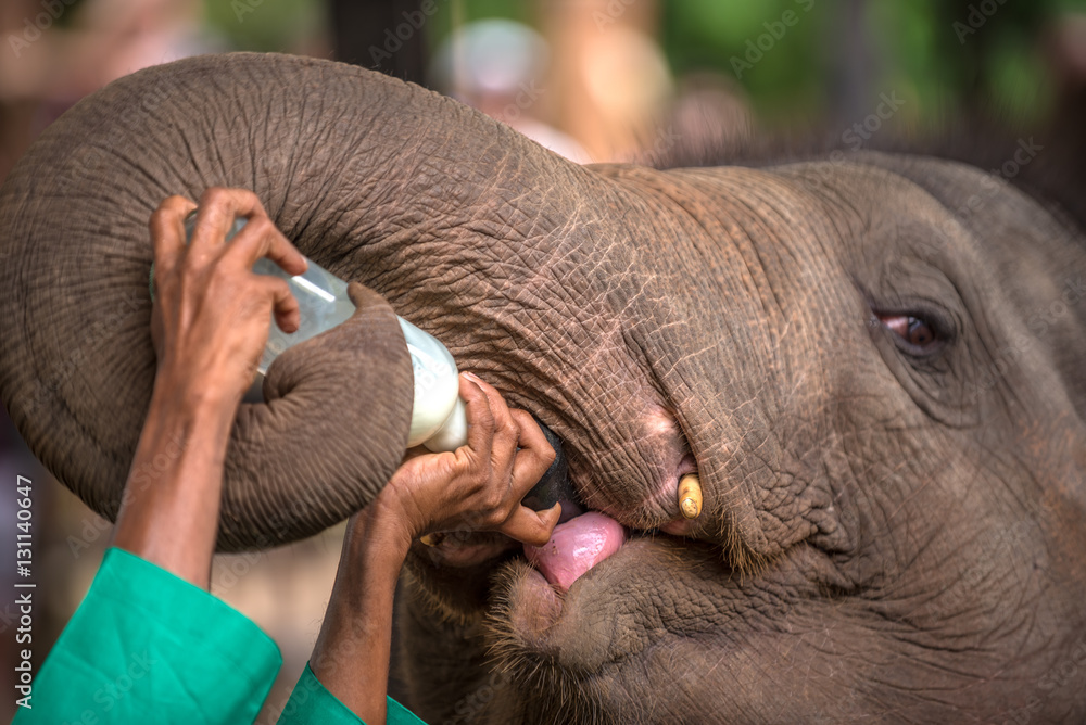Naklejka premium Baby elephant being feed with milk in Pinnawala Elephant Orphanage, Sri Lanka 