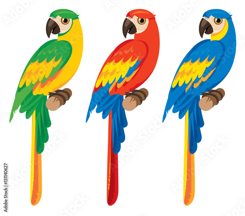 vector set of three birds parrots macaws