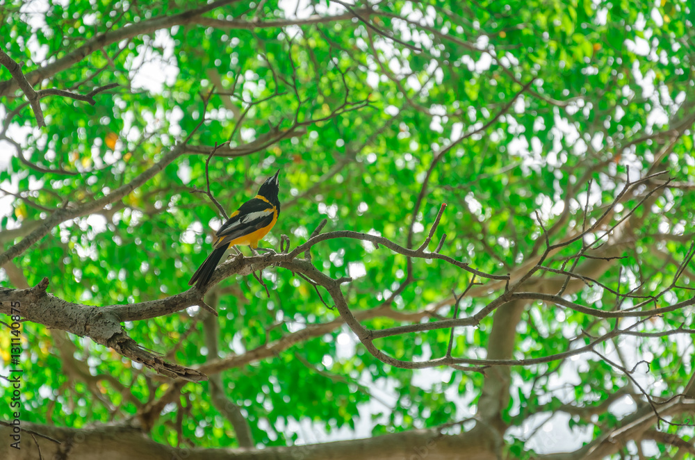 Close-up of a Bananaquit Bird on a branch Close-up of a Bananaquit Bird on a branch