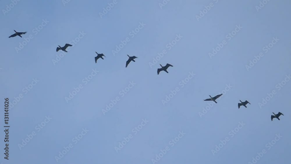 Slow motion flock of geese flying gracefully in misty autumn air.
Slow motion flock of geese flying gracefully in misty autumn air.