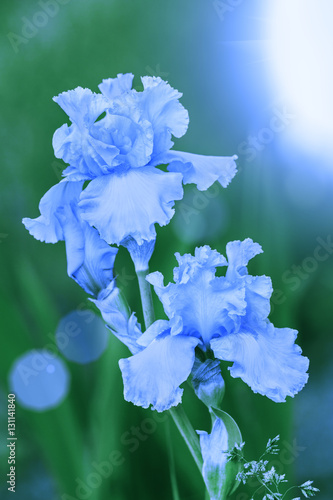 Fototapeta Naklejka Na Ścianę i Meble -  Blue vintage iris flowers in the garden in sunny day