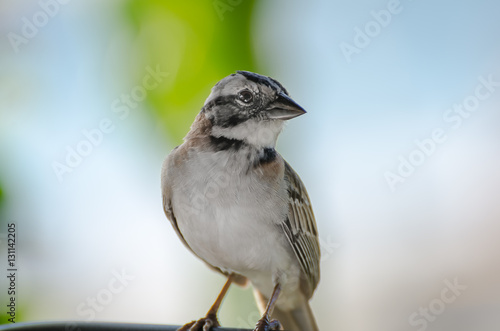 close up of a rufous collared sparrow perched photo