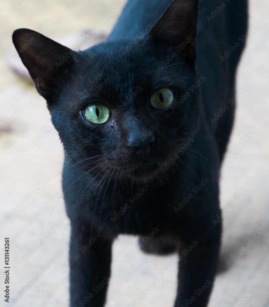 Naklejka premium portrait of a black cat