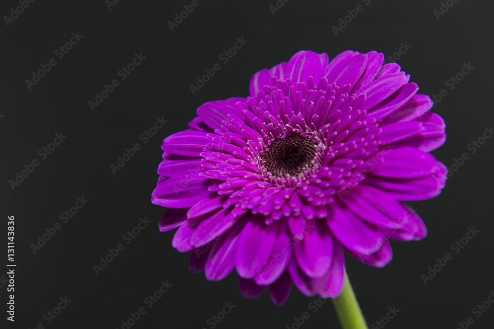 Obraz premium Flower