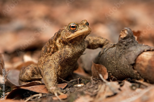 common toad, european toad, bufo bufo