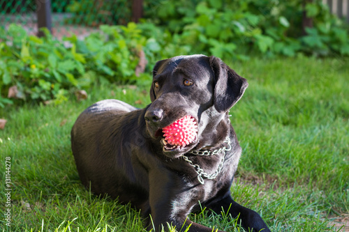 Wallpaper Mural Собака породы лабрадор чёрного окраса лежит на траве и держит мяч в пасти Torontodigital.ca
