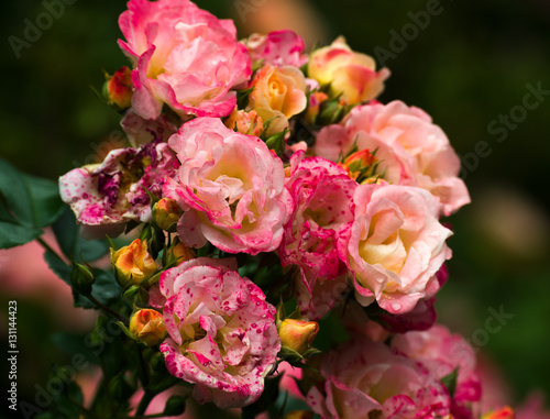It s own multi-color rose bouquet