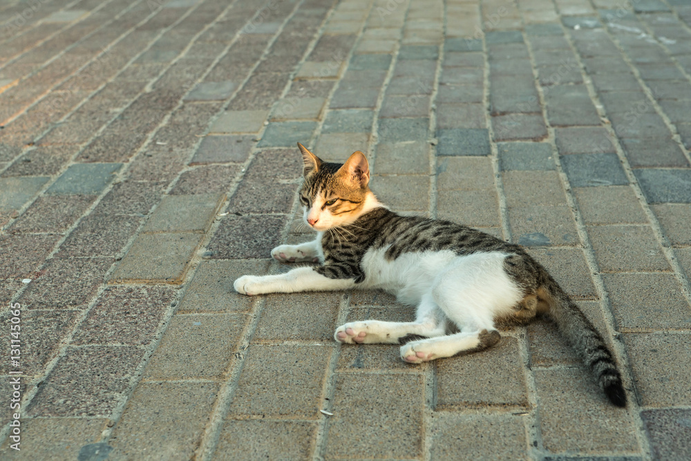 awesome cat lying in the street. Horizontal photo