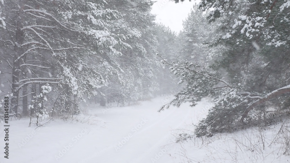 Obraz premium Winter forest nature snowing pine forest with snow landscape beautiful snow winter christmas tree background