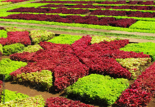 Botanic gardens of Madeira, red stelliform sculpture photo