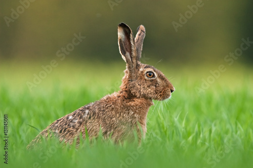 european hare, lepus europaeus © prochym