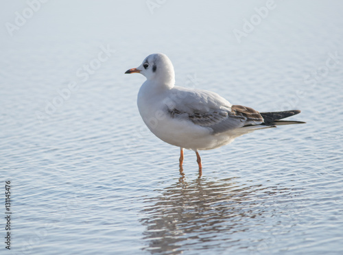 Seagull standing in the sea